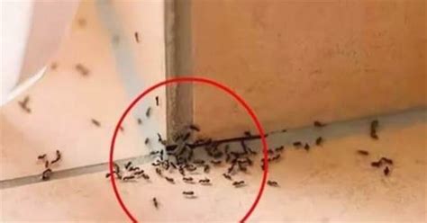 橫財運 家裡出現大量螞蟻